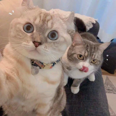 Two Cats Posing for the Camera — Matching Avatars · Left