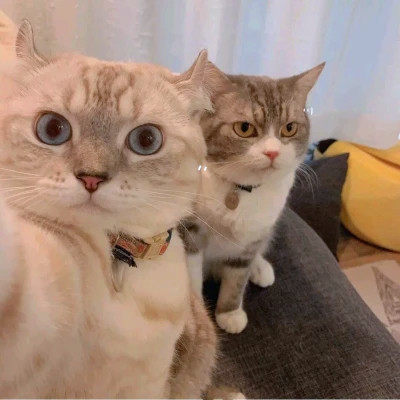 Two Cats Posing for the Camera — Matching Avatars · Right