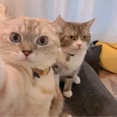 Two Cats Posing for the Camera — Matching Avatars · Derecha