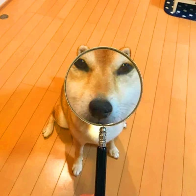Cat and Dog Through a Magnifying Glass — Matching Avatars · Izquierda