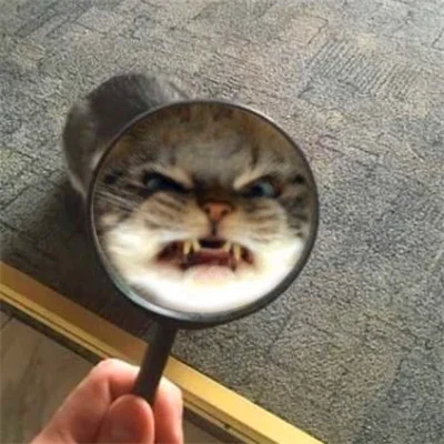 Cat and Dog Through a Magnifying Glass — Matching Avatars · Derecha