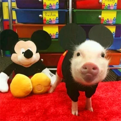 Little Pigs Dressed as Mickey & Minnie Mouse · Derecha