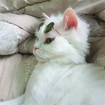 Bedroom Cats in Cool Sunglasses — Matching Avatars · Left