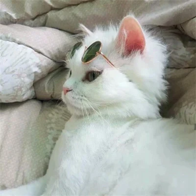 Bedroom Cats in Cool Sunglasses — Matching Avatars · Left