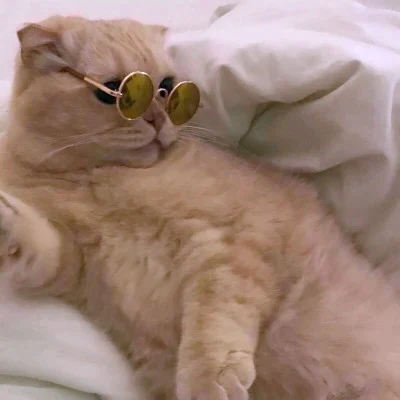 Bedroom Cats in Cool Sunglasses — Matching Avatars · Right