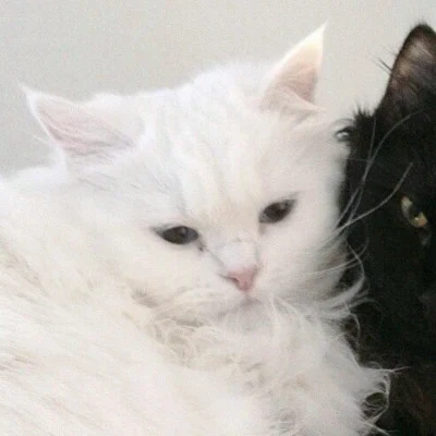 Black and White Cats Snuggling Close — Matching Avatars · Left