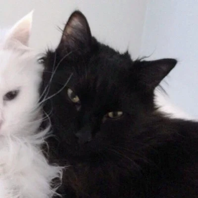 Black and White Cats Snuggling Close — Matching Avatars · Right