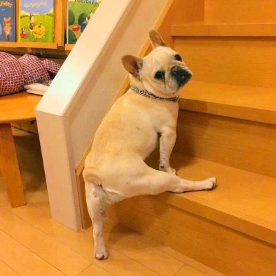 Little Bulldog on the Stairs — Matching Avatars · Left