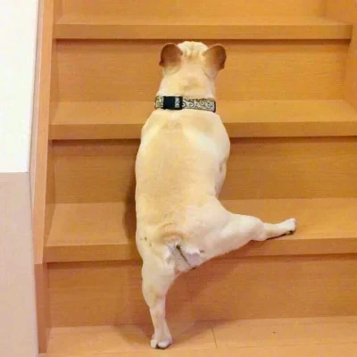 Little Bulldog on the Stairs — Matching Avatars · Right