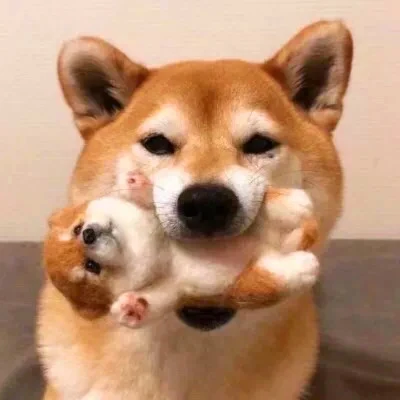 Shiba Inu and a Tiny Lookalike Plush — Matching Avatars · Left