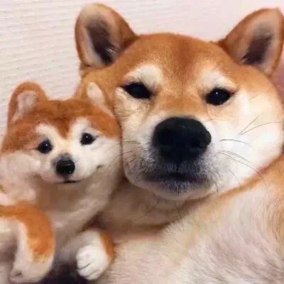 Shiba Inu and a Tiny Lookalike Plush — Matching Avatars · Right
