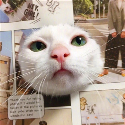 杂志封面猫猫 · 配套头像 · 左图