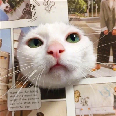 Cats Peeking Through Magazine Covers — Matching Avatars · Izquierda