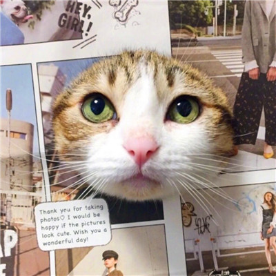 杂志封面猫猫 · 配套头像 · 右图