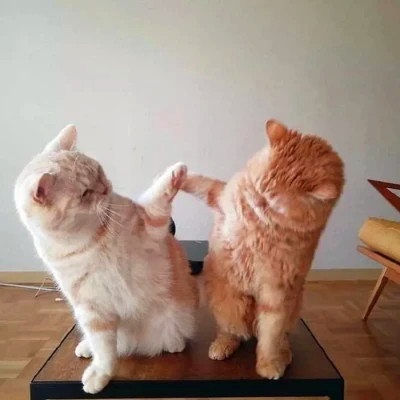 两只猫咪互动 · 配套头像 · 左图