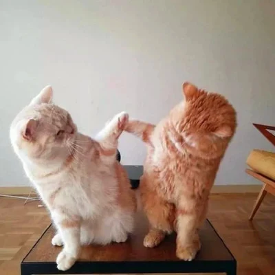 Two Cats Playing on a Little Table — Matching Avatars · Left