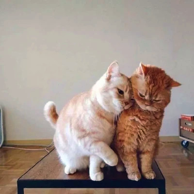 两只猫咪互动 · 配套头像 · 右图