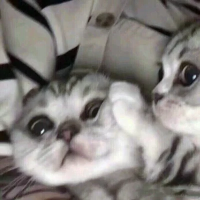 Sleepy Kittens Curled Up Together — Matching Avatars · Izquierda