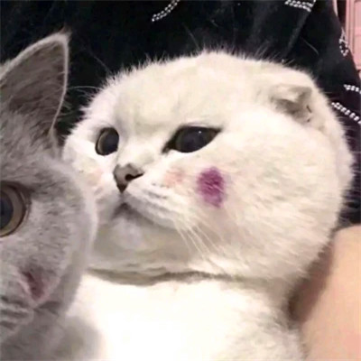 Blushing Cats in a Cozy Close-Up — Matching Avatars · Izquierda