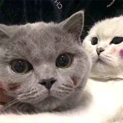 Blushing Cats in a Cozy Close-Up — Matching Avatars · Derecha