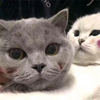 Blushing Cats in a Cozy Close-Up — Matching Avatars · Right