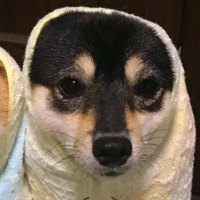 Shiba Inu Puppies in Headscarves — Matching Avatars · Left