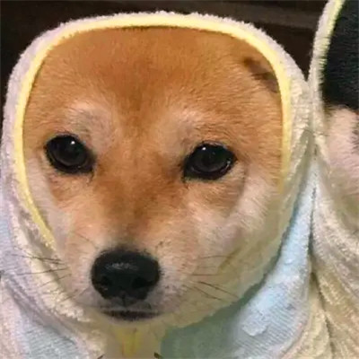 Shiba Inu Puppies in Headscarves — Matching Avatars · Right