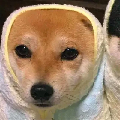 Shiba Inu Puppies in Headscarves — Matching Avatars · Derecha