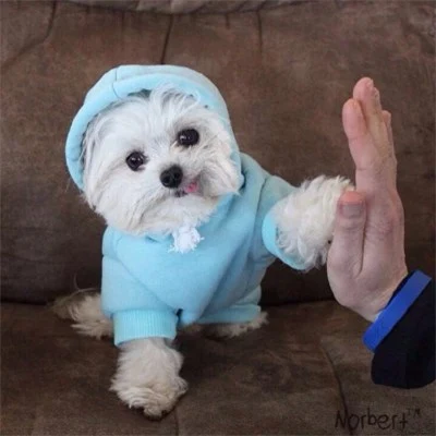 Hoodie Puppies Giving High Fives — Matching Avatars · Izquierda
