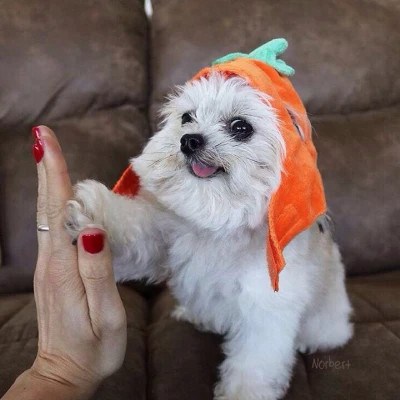 Hoodie Puppies Giving High Fives — Matching Avatars · Right