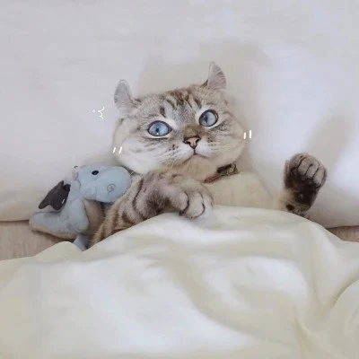 Cats and Their Plush Friends Under the Covers — Matching Avatars · Izquierda