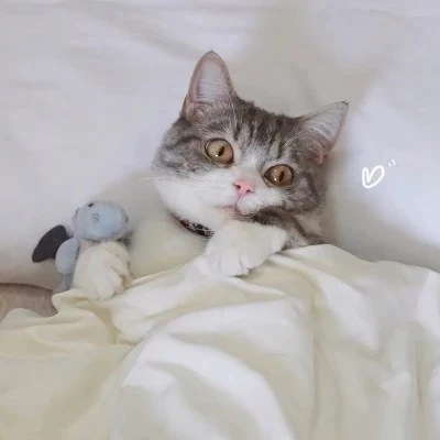 Cats and Their Plush Friends Under the Covers — Matching Avatars · Derecha