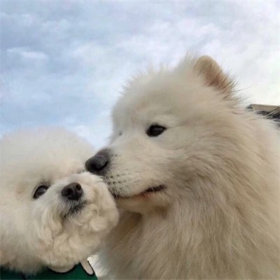 Samoyed Giving a Little White Dog a Kiss — Matching Avatars · Izquierda