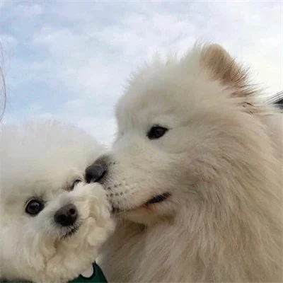 Samoyed Giving a Little White Dog a Kiss — Matching Avatars · Derecha