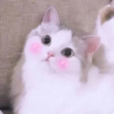 Blushing Kitten Portraits — Matching Avatars · Left