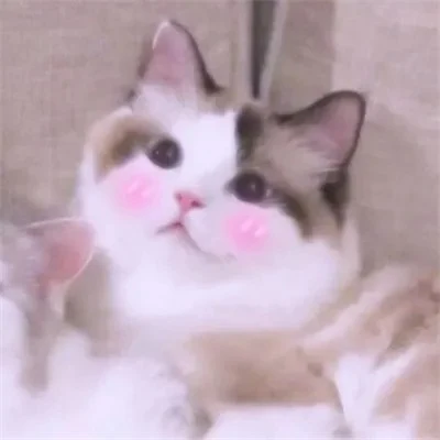 Blushing Kitten Portraits — Matching Avatars · Right