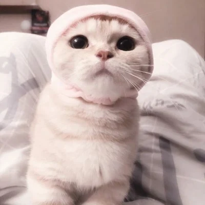 Cat in a Pink Bunny-Ear Hat — Matching Avatars · Left
