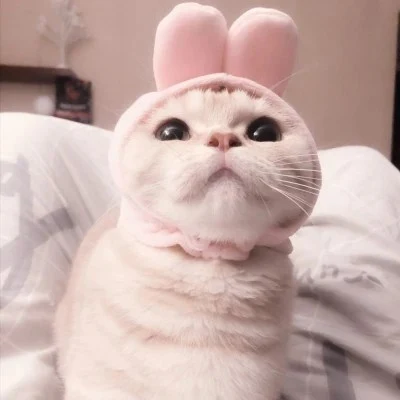 Cat in a Pink Bunny-Ear Hat — Matching Avatars · Right