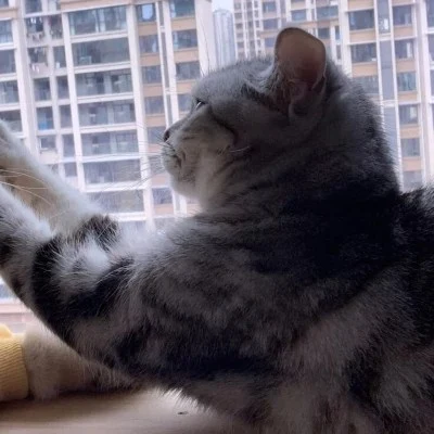 Cats High-Fiving by the Window — Matching Avatars · Left