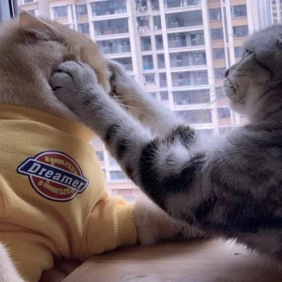 Cats High-Fiving by the Window — Matching Avatars · Right