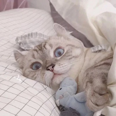 Cat Sleeping with a Favorite Plush — Matching Avatars · Izquierda