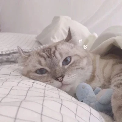 Cat Sleeping with a Favorite Plush — Matching Avatars · Derecha