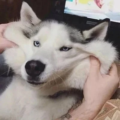 Husky and Shiba Inu's Squishy Cheeks — Matching Avatars · Izquierda