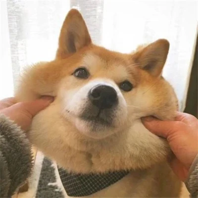 Husky and Shiba Inu's Squishy Cheeks — Matching Avatars · Derecha