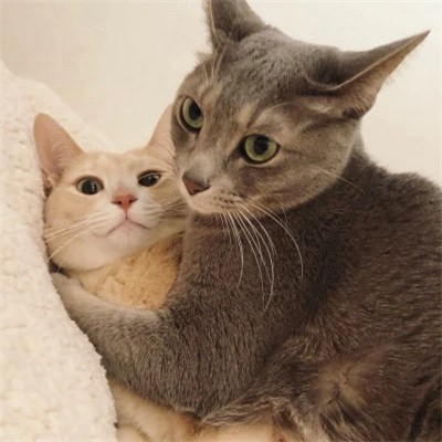 灰白猫猫相拥 · 配套头像 · 左图