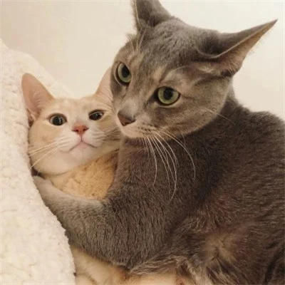 Gray and White Cats Hugging — Matching Avatars · Izquierda