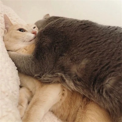 灰白猫猫相拥 · 配套头像 · 右图