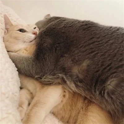 Gray and White Cats Hugging — Matching Avatars · Derecha