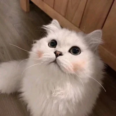Round-Faced Cat Looking Up — Matching Avatars · Left