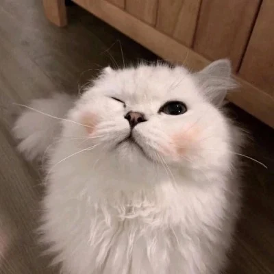 Round-Faced Cat Looking Up — Matching Avatars · Right